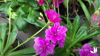 Une vivace résistante à la sécheresse  le Lewisia cotyledon  Truffaut [upl. by Teresina]