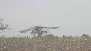 Elanus caeruleus  Elanio azul black  shouldered kite [upl. by Hannis]