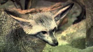 Bat Eared Fox Video UpdatedCincinnati Zoo [upl. by Aihsyt697]