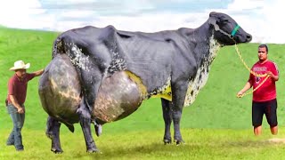 Top 11 Heat Tolerant Dairy Cow Breeds in the WorldGyr cattleGirolandoHolsteinJerseySahiwal cow [upl. by Assecnirp]