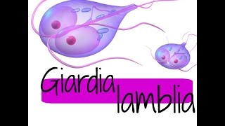 Giardia lamblia QUISTE Y TROFOZOITO ❤ [upl. by Ketchum]