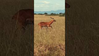 Ugandan Kob  Antelopes in the Queen Elizabeth National Park  Border of Uganda and DRC [upl. by Izabel]