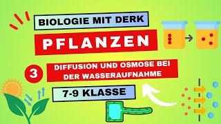 Pflanzen  3  Diffusion und Osmose bei der Wasseraufnahme  7  9 Klasse [upl. by Acceb871]