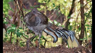 Mimicking sounds of the Lyrebird [upl. by Erdnassak]