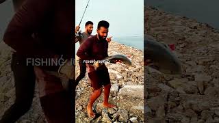 Catching Giant Trevally fishing shorts youtubeshorts [upl. by Everest612]