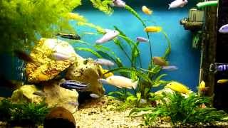 Relax and watching Malawi African Cichlids in HD [upl. by Akenihs]