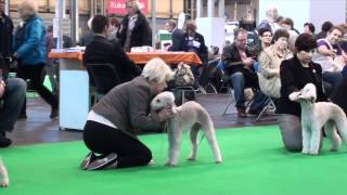 Crufts 2012  Bedlington Terrier Part 4 [upl. by Enilrac]