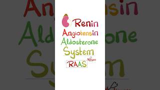 Renin Angiotensin Aldosterone System RAAS anatomy physiology biology nurse doctor mbbs [upl. by Revart]