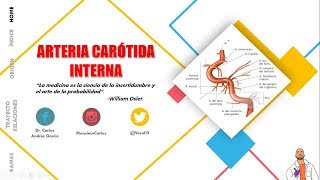 Anatomía  Arteria Carótida Interna Origen Trayecto Porciones Ramas [upl. by Jannelle830]