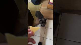 The cheese tax 🧀 dog staffy cheese tax viralvideo funny fyp doglife puppy cute silly [upl. by Kreda]