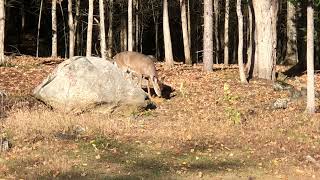 Family of deer enjoying thanksgiving dinner [upl. by Eseila]