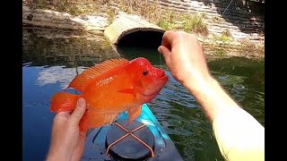 Hot to catch Midas Cichlid [upl. by Hagood]