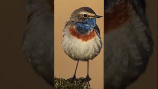 Sound of Nature  Bluethroat birdspecies birds shortvideo [upl. by Vaclav]