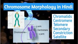 Chromosome Morphology part 1 in Hindi chromatids centromere telomere satellite p and q arm [upl. by Euqnomod]