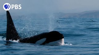 How Orcas Hunt Dolphins [upl. by Nehgem]