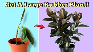 7 ESSENTIAL Rubber Plant Care Tips  You Should NOT MISS Ficus Elastica [upl. by Melita]