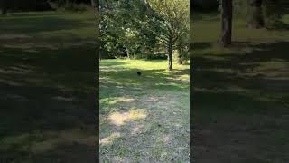 Mon chien cherche la balle tennis pour jouer dans la forêt danimaux loups et renard 🐺🦊🐶🦝🐕😻🩷🌲 [upl. by Oniuqa436]