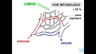 3  Histologie microcirculation partie 3 [upl. by Ivana]