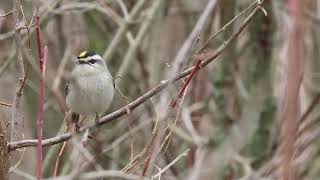 Golden Crowned Kinglet bird call [upl. by Fawnia]