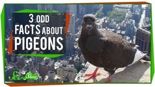 Racing Pigeons Sport of Kings  entire movie [upl. by Rhine]