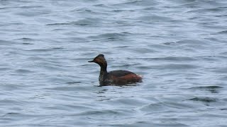 Blacknecked Grebe oxonbirdingblogspotcouk [upl. by Aisyat]