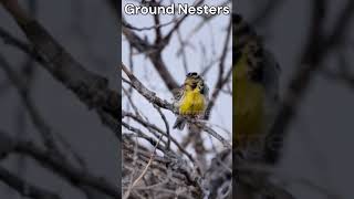 “Meadowlark Madness Fun and Quirky Facts About Western Meadowlarks” theearthnetwork shorts [upl. by Names]