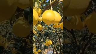 Wow So many pomelos Do you like eating pomelos fruits farmer planting [upl. by Nolyd]