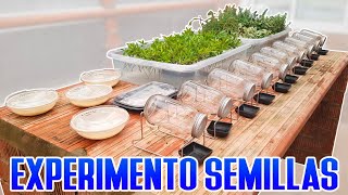 Experimento semillas  Tupper VS Germinadores [upl. by Lunn707]