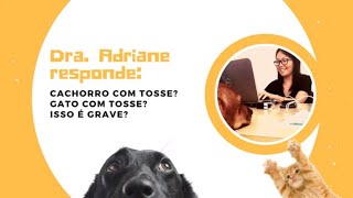 Tosse de cachorros e gatos o que fazer [upl. by Haimrej89]