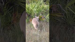 TOO CLOSE TO RELOAD deer floridadeer hunting hunt deerhunting muzzleloader buck buckdown [upl. by Eiclek762]