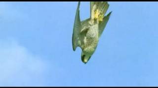 Pigeon vs Peregrine Falcon  Animals The Inside Story  BBC [upl. by Hoagland847]