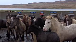 Pferdeabtrieb in Island 5 Auðkúlurétt 2017 [upl. by Marsiella468]