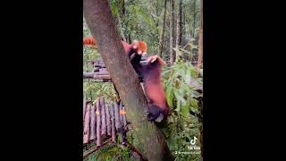 My territory is sacred and inviolable😎😎😎fy fyp trending cute adorable redpanda funny [upl. by Lauren]