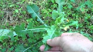 EatTheWeeds Episode 134 Neighborhood Foraging [upl. by Eatnahc]