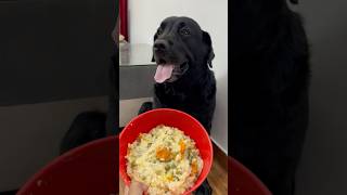 Best Healthy Food Recipe For My Dog doglover lucky [upl. by Nnylrats]