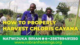 HOW TO PROPERLY HARVEST CHLORIS GAYANA ll Natwijuka Brian 256789491350 [upl. by Eem]