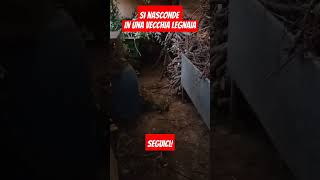 Si nasconde in una vecchia legnaia creepyfacts urbex mostri inquietante strano [upl. by Ahsea230]