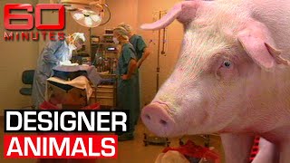 Genetically modified animals scientific revolution or crime against nature  60 Minutes Australia [upl. by Ynamad]