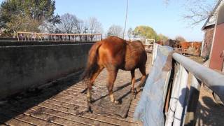 Verwaarloosde paarden in beslag genomen [upl. by Izmar]