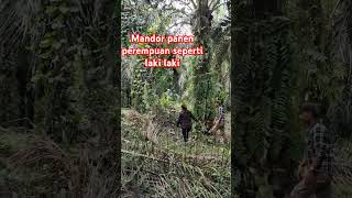 Mandor panen perempuan udah kayak laki laki mandor kebun buahsawit [upl. by Lednyk]