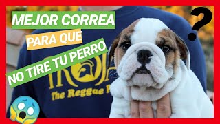 🐶COMO es un CACHORRO de BULLDOG INGLES con 2 MESES🐶 [upl. by Hael]