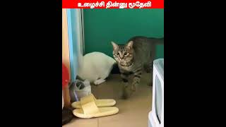 😂🐕🐈பாஸ் கடிச்சிட்ட😂🐕🐈viral trending comedy funnyanimalvideos [upl. by Eetsim]