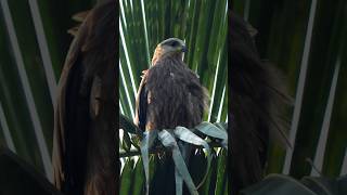 Brahminy kite juvenile brahminykite eagle birdsounds birdphotography canon200d birdvideo [upl. by Dalila]