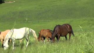 Quarter Horse Breeding  mares with foals [upl. by Hilten15]