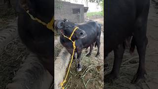 New Buffalo in our farm youtubeshorts dairyfarm telugufarmer buffalo [upl. by Sirehc]