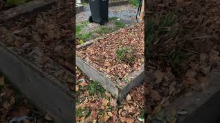 How to put your community garden plot to bed gardening perennial vegetables community leaves [upl. by Ettenrahc]