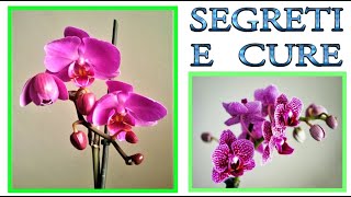 ORCHIDEA tutti i trucchi ed i segreti per curarla farla fiorire e riprodurre orchidee phalenopsis [upl. by Tterrag]