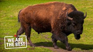 Bison ranching in Alberta a lifestyle not a job  We Are The Best [upl. by Daniala]