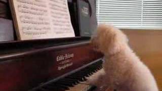 Dogs play the piano  PRO poodle style [upl. by Molly]