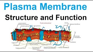 plasma membrane  structure and function  biology [upl. by Aguie223]